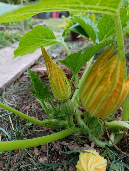 Fleurs de courgettes rondes