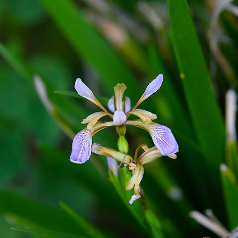 A blue Iris flower, photographed from such an angle that it forms an X shape. The lower petals are pale blue to white, but heavily veined in dark blue. There are three of these, but one is hidden from view behind the centre of the flower. There are also three upper petals, one pointing at the camera, which are a light blue. A further three structures, beige in colour, sit between the upper petals. I don't know what they are.

The stem is bright green, but is mostly obscured by a second flower, which is malformed or only partially open.

Some dark green leaves can be discerned in the background.