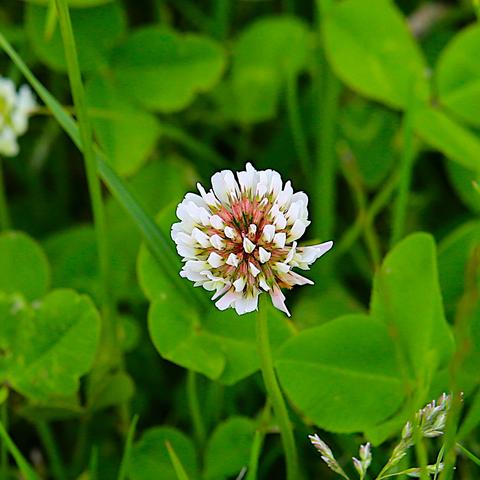 A moderately close-up view of a white clover flower head, with clover leaves and some blades of grass in the backgound.
