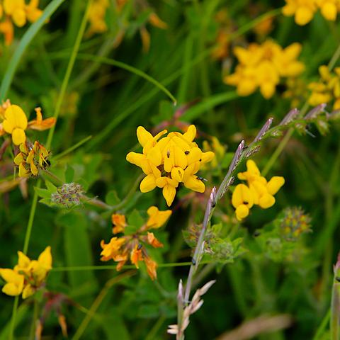 A cluster of bright yellow flowers, similar in form to pea flowers. More such clusters are in the background, along with blades of grass and other indistinct foliage.
