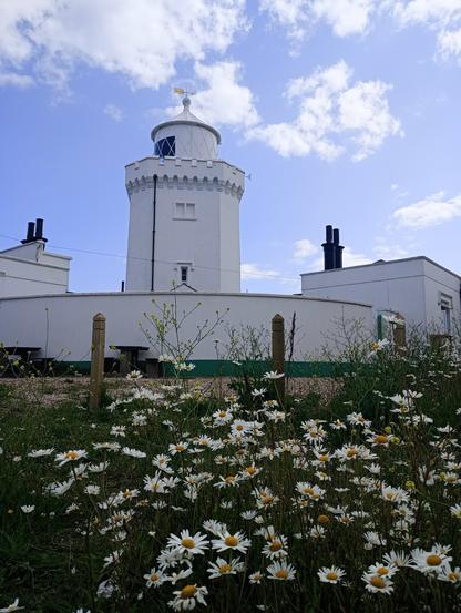 South Foreland Lighthouse with ox eye daisies in foreground