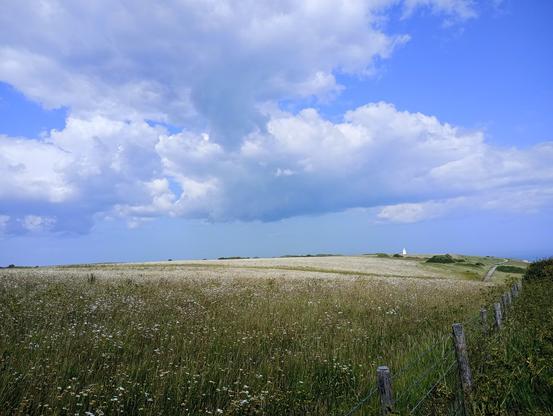 Wild flower meadow, blue sky, fluffy clouds, lighthouse in the distance