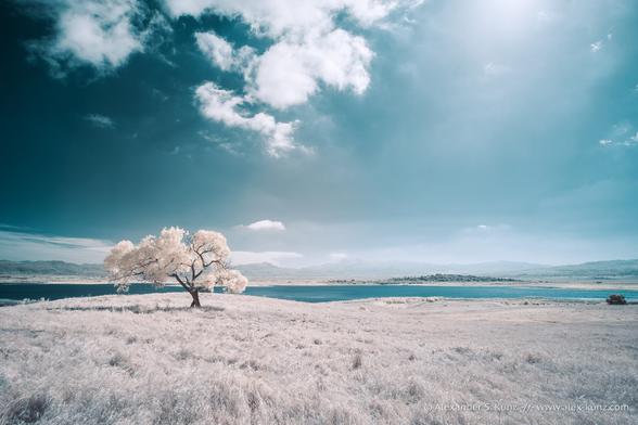 A false color infrared photo showing a wide open landscape. In the foreground is a pasture with tall grass. A solitary cottonwood tree stands on the pasture, offset to the left, leaving the view open to a lake below. In the far distance, a mountain range is dwarfed under a big sky with a few fluffy clouds in it.