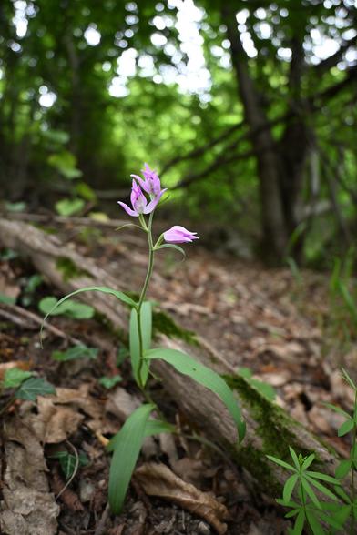 Eine Orchidee im Wald. Die Orchidee wächst vor einem Ast, der zwischen Laub auf dem Waldboden liegt. Sie hat einen Stiel mit langen, schmalen, einfarbig dunkelgrünen Blättern, die in ca. 3cm Abstand am Stiel wachsen und in unterschiedliche Richtungen zeigen. Die Orchidee hat drei rosa Blüten, auf denen der Fokus des Bildes liegt. Die obersten beiden Blüten sind geöffnet. Die unterste Blüte ist geschlossen. Die Blütenblätter sind spitz und relativ lang. In der rechten unteren Ecke des Bildes wächst Waldmeister. Auf der linken Seite wächst unten im Bild Efeu. Der Hintergrund hat einen satten Grünton. Es sind mehrere Bäume erkennbar. An den Blättern der Bäume entstehen Lichtflecken, die den Hintergrund verträumt wirken lassen.
