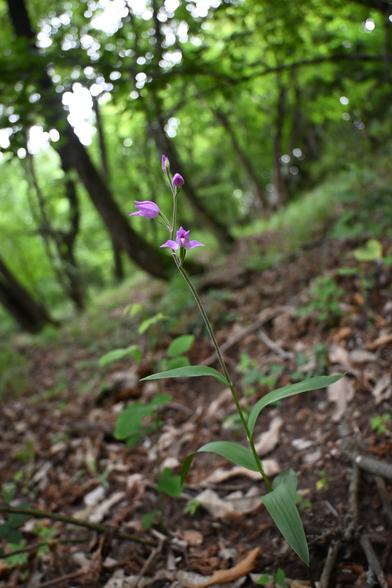 Die gleiche Orchidee, wie auf dem zweiten Bild. Die Orchidee ist auf diesem Foto ganz abgebildet. Sie wächst einzeln aus dem mit Laub und kleinen Zweigen bedeckten Waldboden an einem Hang. Vor den Bäumen im Hintergrund wachsen noch mehr kleinere Pflanzen auf dem Waldboden.