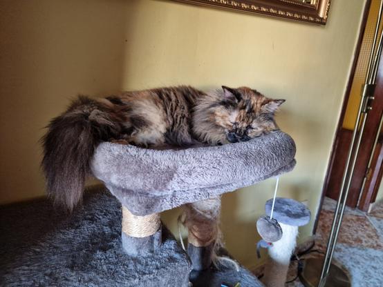 Una gata tricolor de pelo largo, con tonos marrones, negros y beiges, duerme plácidamente sobre una cama gris mullida situada en un rascador para gatos de color gris. El rascador tiene un poste envuelto en cuerda y un pequeño juguete colgante.