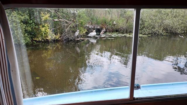 Swan and heron on the bank of the River Ant