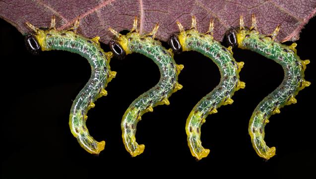 Caterpillars - Macroshot in my Garden.