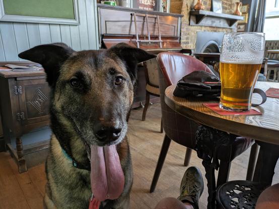 Inside a traditional-looking pub. A large dog with a very large tongue is sitting rather too close for comfort. On the table next to him is a half full pint glass of beer.