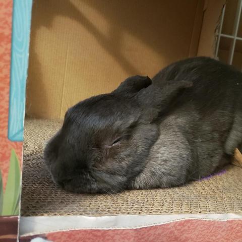 Very relaxed small grey rabbit sleeping in her cardboard hacienda.