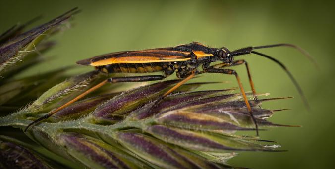 A Bug on a leaf.