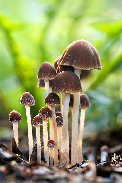 A group of mushrooms with brown caps, light coloured stems, and varied heights/maturity. Background is green and blurred.