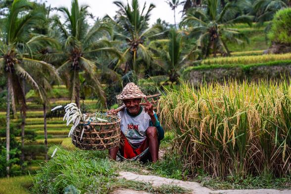 A Balinese farmer wearing a straw hat poses beside lush green rice terraces at Tegalalang near Ubud, Bali, with palm trees and steep stepped fields in the background.