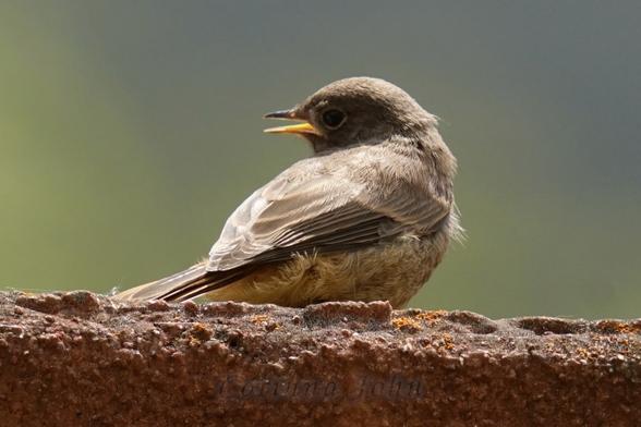 Ein junger Hausrotschwanz bettelt um Futter.