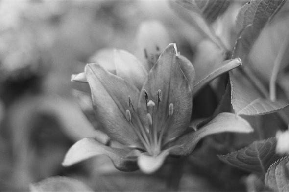 B&W close-up of a red lily
