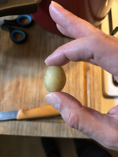 The smallest potato in the world, possibly. It’s about 1.5 centimetres tall.