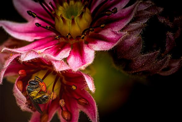 Kleine Löcherbiene sucht Blütenstaub auf einer Sukkulentenblüte.