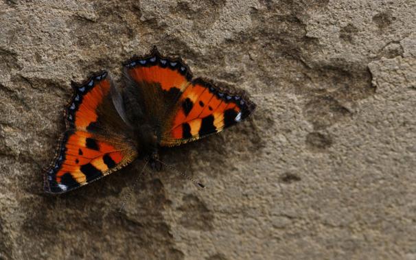 A small tortoiseshell (Aglais urticae) on a wall.