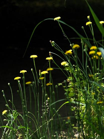 Una foto a colori, in formato verticale (3:4), che ritrae tanti steli verticali che hanno all'apice altrettanti fiori gialli, simili a quelli del tarassaco, davanti a uno sfondo completamente fuori fuoco, molto scuro, di vegetazione in ombra.