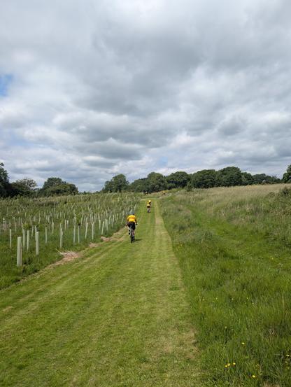 Two cyclists on a grassy path through a field under a cloudy sky. To the left, there's an area with many young trees protected by white guards. To the right, the field is covered in taller grasses and wildflowers.