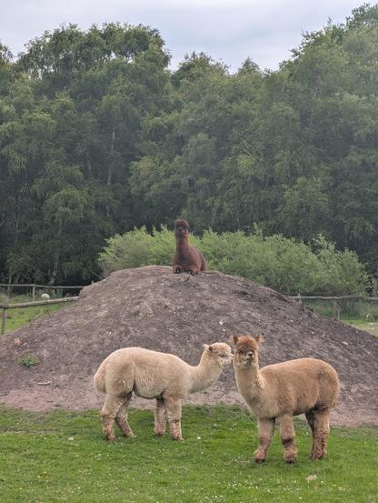 Three alpacas in a grassy enclosure with a treeline in the background. Two alpacas are in the foreground on the grass, one light-colored and one tan-colored. A third, darker alpaca is sitting on top of a large mound of dirt behind them.