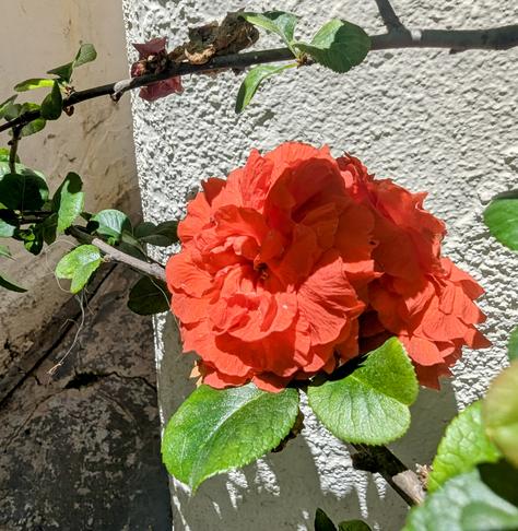 Ornamental quince, carmine red blossom on an aged white stucco wall, with a partial shadow and two young leaves around the calyx