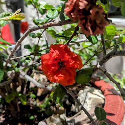Ornamental quince, smaller simple blossom under foliage, in a red glazed pot with a Guy Fawkes gnome lurking in the background
