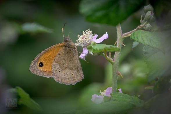 a small brown and orange butterfly