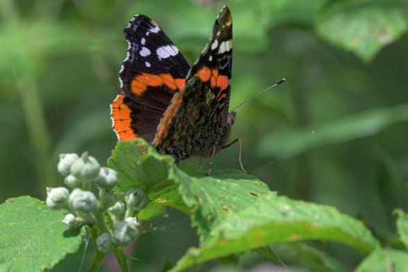 an orange white and black butterfly