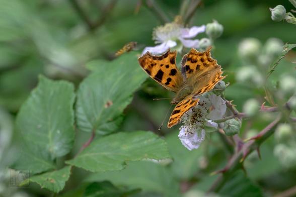 an orange butterfly with black speckles
