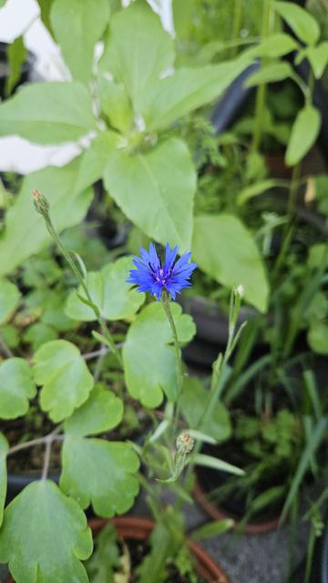 A tiny bright blue flower with a purple center amidst lots of green leaves of various plants in their pots. It's a wild tiny green canopy of uncontrolled growth.