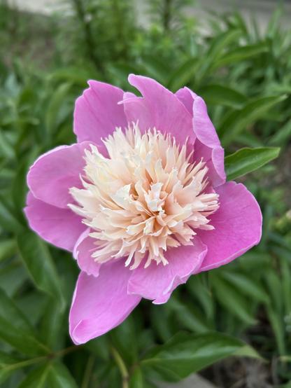 A large, open peony with pink outer petals and a fluffy inner ball of petals that is a light creamy, peachy color. The background is rich green leaves.