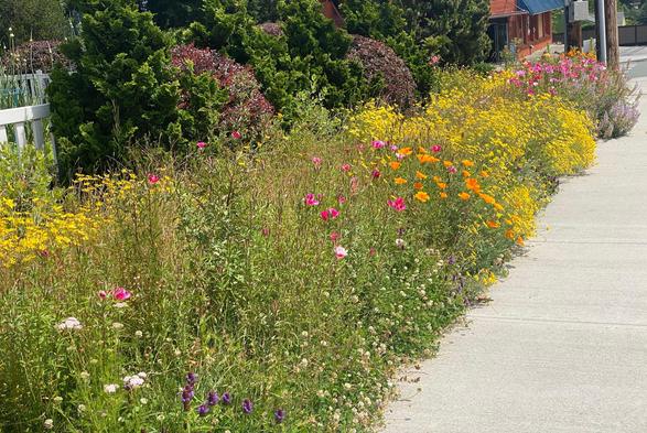 A view along a sidewalk of a meadow planting backed by Hinoki cypress and red barberry. Some of the plants grow out over the sidewalk. White yarrow and dutch white clover nearest, some rose fare-well-to spring near and in the distance, middle distance California poppies, and lots of yellow Oregon sunshine. If you look carefully in the distance you can see a light blue prairie lupine spilling out on the side walk.

Photo taken mid-June 2025 north of Seattle. Public Domain.