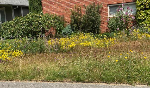 A front yard meadow planting in front of red brick apartment building and a border planting featuring a giant out of bloom rugosa rose, an evergreen huckleberry, a rosemary, and a blooming Lavatera. The meadow has large drift of yellow Oregon sunshine in the middle, blue sickle-keel lupine to the left and in front across the whole garden yellow rattle seed pods give the grass a brownish look.

Photo taken mid-June 2025 north of Seattle. Public Domain.