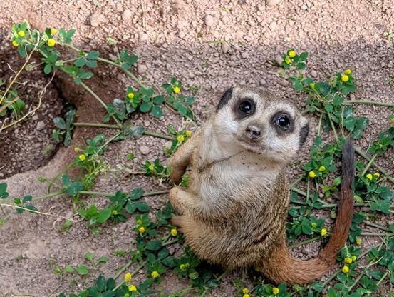 Aus der Vogelperspektive fotografiert, sitzt ein kleines Erdmännchen auf erdigem, sandigem Untergrund. Das Tier blickt mit großen, dunklen Augen direkt nach oben zum Betrachter. Sein Körper ist leicht gedreht, und sein langer Schwanz liegt auf dem Boden. Um das Erdmännchen herum wachsen grüne Ranken mit kleinen, gelben Blüten.