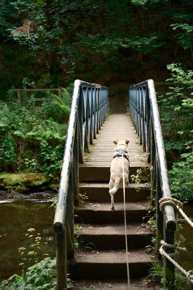 A small dog is climbing steps to get on a bridge, over a river.