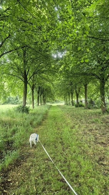 Baumallee. Im Vordergrund ein weißer Hund, der am Boden schnüffelt.