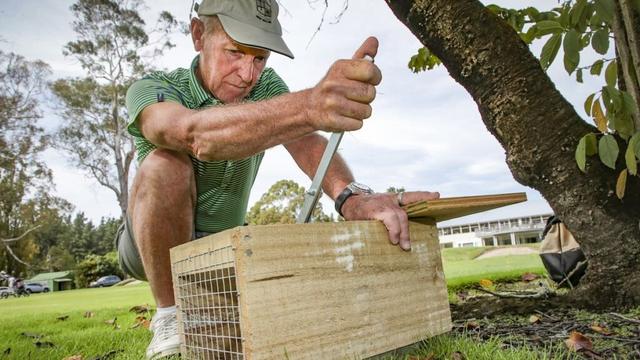 Hastings Golf Course celebrates 1000 kills in predator-free effort, bird life thriving