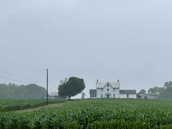 a foggy or misty morning  a white farmhouse with a tin roof surrounded by a  cornfield in the foreground, with rows of corn plants stretching toward the bay