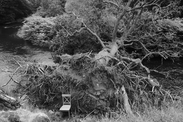 A large tree has fallen across the river and a dining chair is at the foot of the root ball. The chair looks small because the tree is so big.