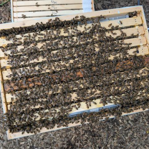 A lot of bees sitting on the tops of brood frames in an 8 frame Langstroth beehive. There is a beetle jail visible at the bottom.