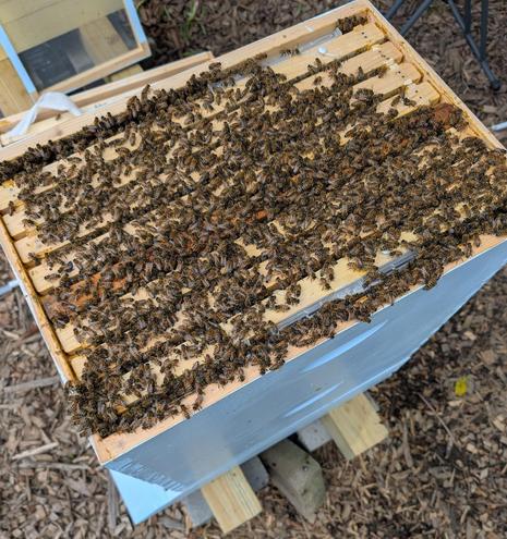 A lot of bees sitting on the tops of brood frames in an 8 frame Langstroth beehive. There is a beetle jail visible on the right.