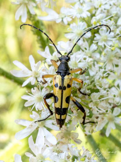 A black and yellow beetle on a white Hogweed flower