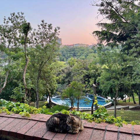 cat on a wall in a park at sunset