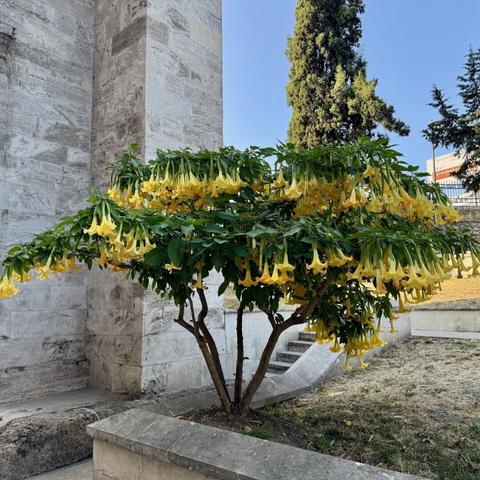get a load of this weird yellow trumpet tree!