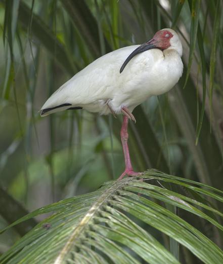 A white bird with a red face mask, red legs, and long downcurved bill is napping on a palm frond. The bird has lifted one leg so only the toes show and has turned around to snuggle up with the eye fully closed. This champion snoozing bird is an adult White Ibis. Sierpe River, Costa Rica. Photo by Peachfront.