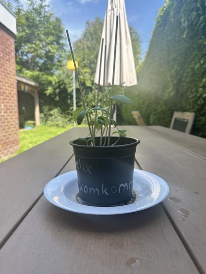 Cucumber sprouting plant with skewer sticks for support, in a small black plastic pot.