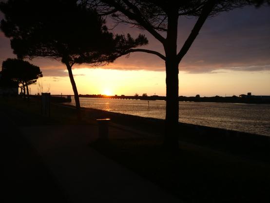 Dark trees , yellow sunset, adour estuary