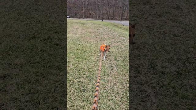 😟 stubborn basenji 17 #basenji #dogs #shorts