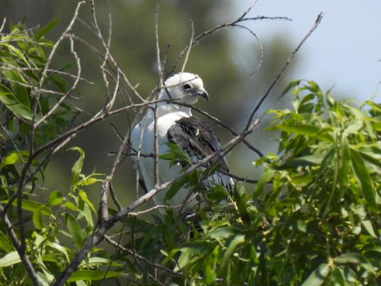 A bird of prey perched on a tree branch with dense green foliage and red leaves in the background.